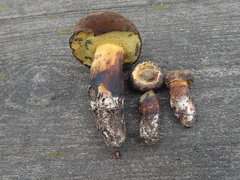 Cyanoboletus cyaneitinctus