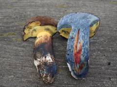 Cyanoboletus cyaneitinctus