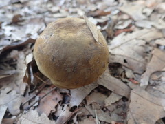 Cyanoboletus cyaneitinctus