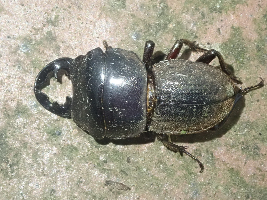 Te Aroha stag beetle