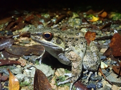 Babina subaspera