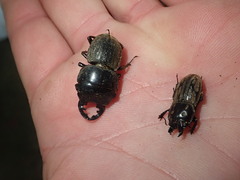 Geodorcus auriculatus