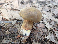 Cyanoboletus cyaneitinctus