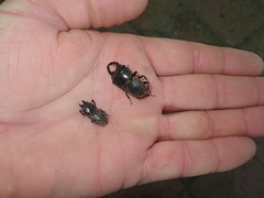 Geodorcus auriculatus