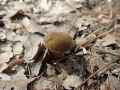 Cyanoboletus cyaneitinctus