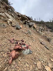 Streptanthus drepanoides