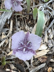 Calochortus tolmiei