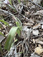 Calochortus tolmiei