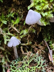 Entoloma canoconicum