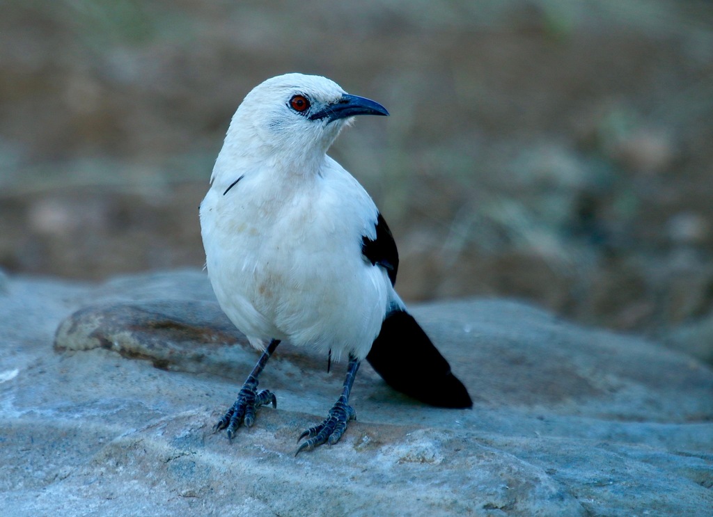 Turdoides Babblers