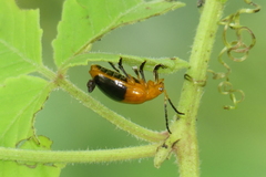 Oides palleata