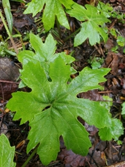 Petasites frigidus palmatus