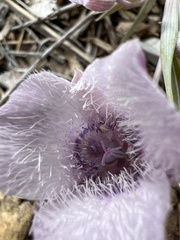 Calochortus tolmiei