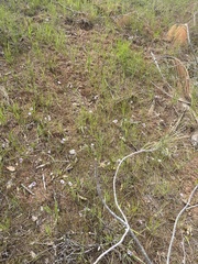 Calochortus tolmiei