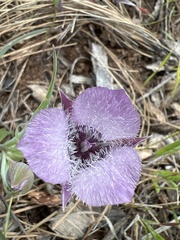 Calochortus tolmiei