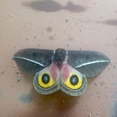 Automeris zephyria