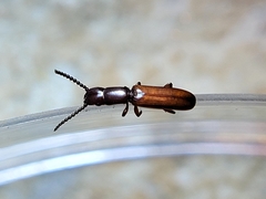 Taphroscelidia linearis