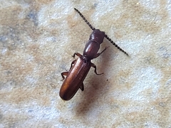 Taphroscelidia linearis