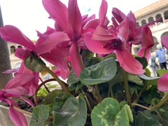 Cyclamen
