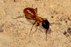 Camponotus nigriceps