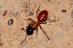 Camponotus nigriceps