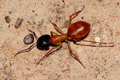 Camponotus nigriceps