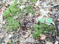 Geoglossum difforme