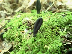 Geoglossum difforme