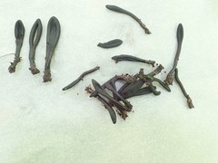 Geoglossum difforme