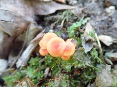 Hygrocybe minutula