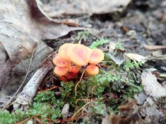 Hygrocybe minutula