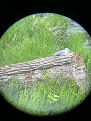 Larus glaucescens × occidentalis
