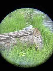 Larus glaucescens × occidentalis