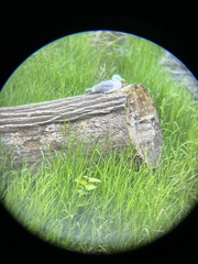 Larus glaucescens × occidentalis