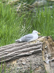 Larus glaucescens × occidentalis