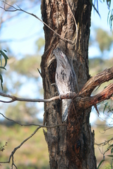 Podargus strigoides strigoides