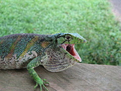 Polychrus marmoratus