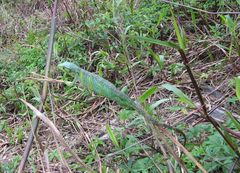 Polychrus marmoratus