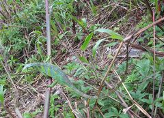 Polychrus marmoratus