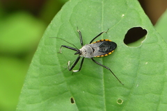 Rhynocoris marginellus