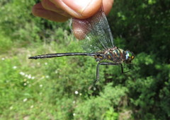 Somatochlora williamsoni