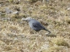 Geospizopsis unicolor