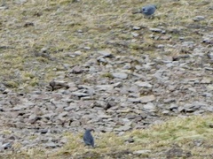 Geospizopsis unicolor