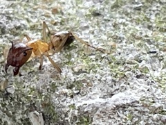 Camponotus