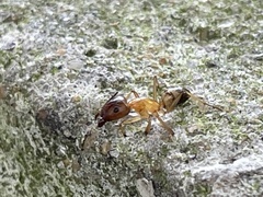 Camponotus