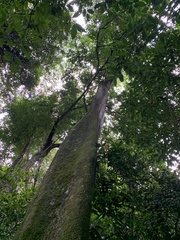 Gallesia integrifolia