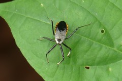 Rhynocoris marginellus