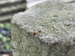 Camponotus