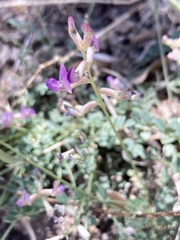 Astragalus nothoxys