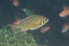 Chromis weberi